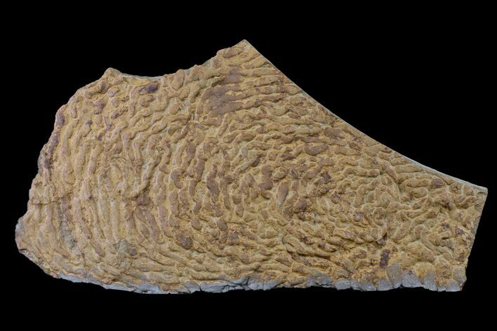 Pennsylvanian, Fossil Microbial Mat - Oklahoma #155985